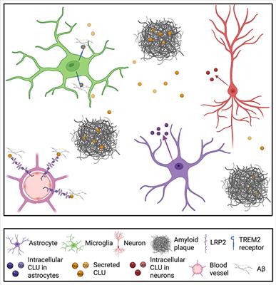 Clusterin/apolipoprotein J, its isoforms and Alzheimer's disease